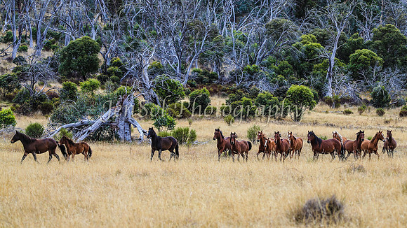 BullocksEaster2015_0038