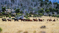 BullocksEaster2015_0039