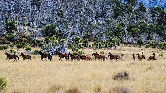 BullocksEaster2015_0039