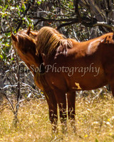 CurrangoJan12_One_0038