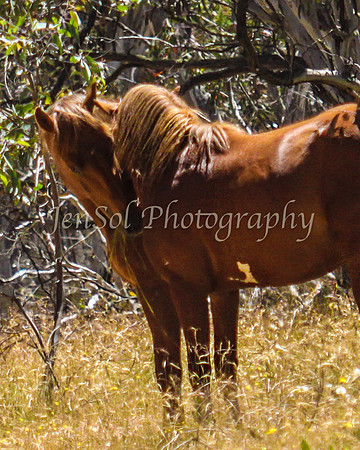 CurrangoJan12_One_0038