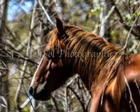 CurrangoJan12_One_0005