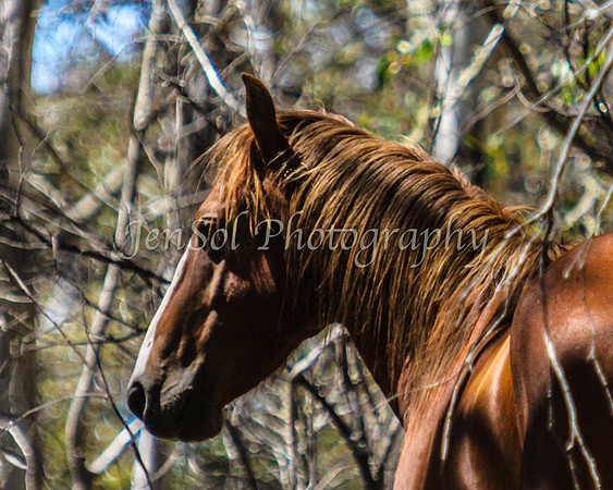 CurrangoJan12_One_0005