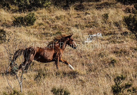 CurrangoJS_Sat043