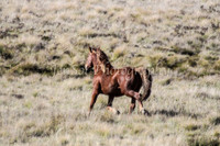 BrumbiesApr2011_0080