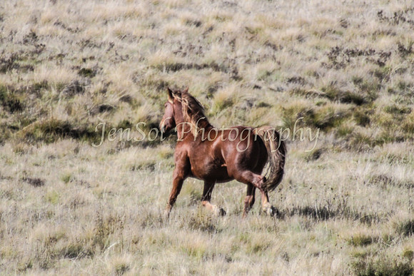 BrumbiesApr2011_0080