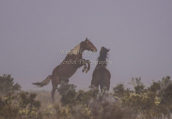 CurrangoKJS_Sun042