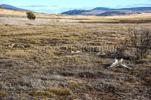 CurrangoJS_Sat120