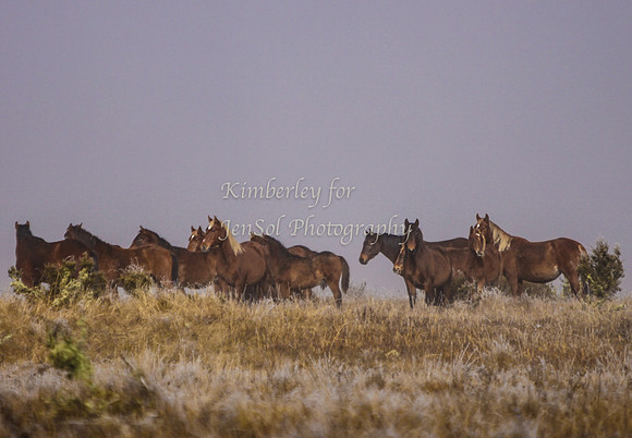 CurrangoKJS_Sun019