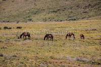 Brumbies1_0006