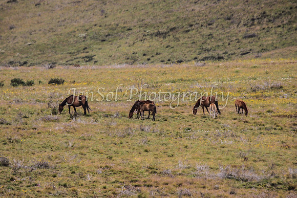 Brumbies1_0006