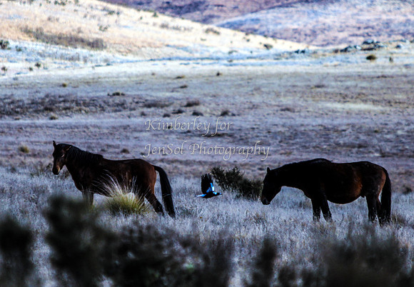 CurrangoKJS_Sat057