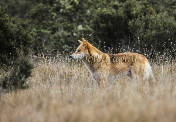 CurrangoJS_Sun109