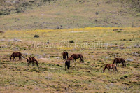 Brumbies1_0001