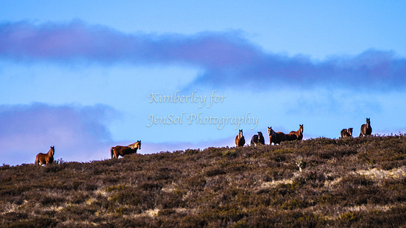LongPlainKJS_0139