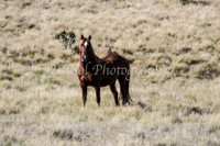BrumbiesApr2011_0072