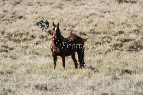 BrumbiesApr2011_0072