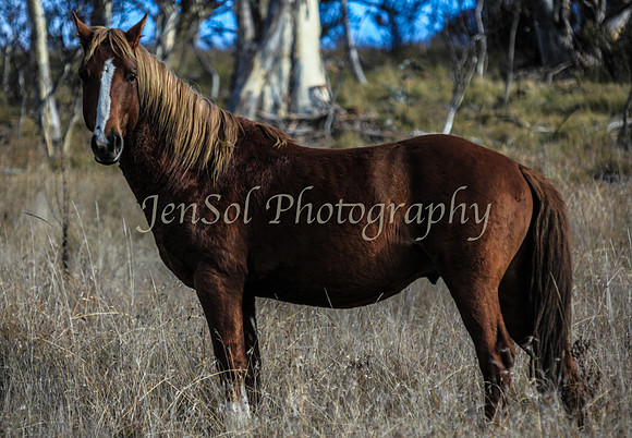 CurrangoJS_Sat037