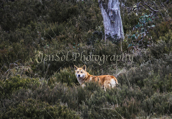 CurrangoJS_Sun049