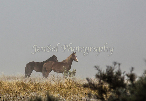 CurrangoJS_Sun012