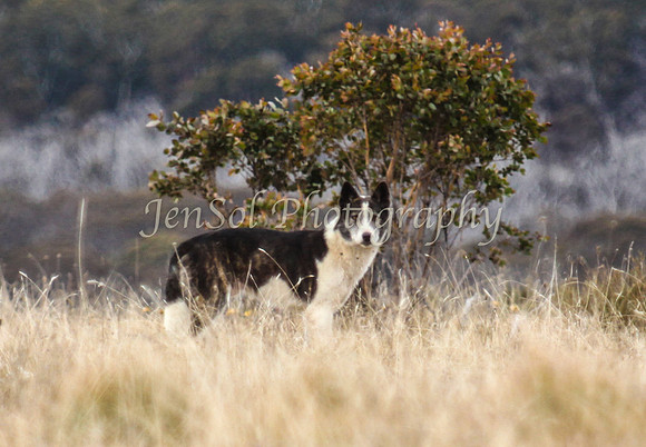 CurrangoJS_Sun085