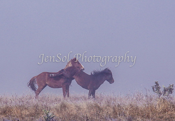 CurrangoJS_Sun011
