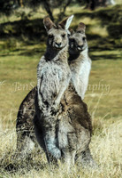 CurrangoJS_Sat016