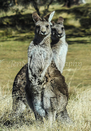 CurrangoJS_Sat016