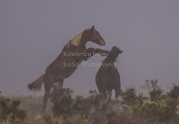 CurrangoKJS_Sun043