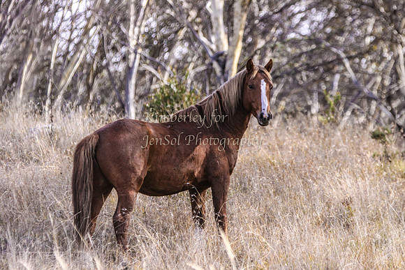 CurrangoKJS_Sat042