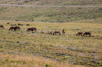 Brumbies1_0027