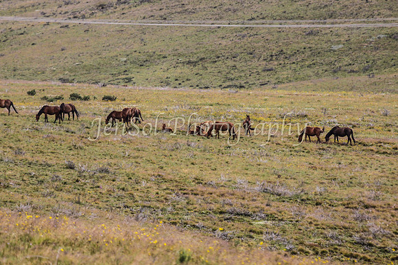 Brumbies1_0027