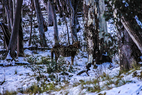 LongPlainKJS_0317