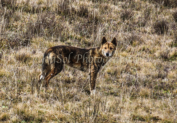 CurrangoJS_Sun045