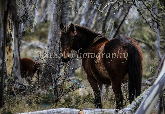 CurrangoJS_Sun062