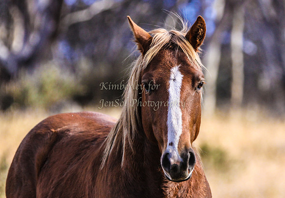 CurrangoKJS_Sat037