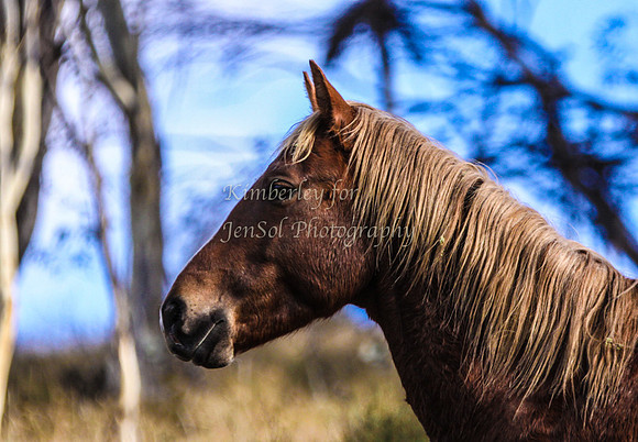 CurrangoKJS_Sat039