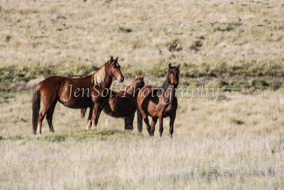 BrumbiesApr2011_0077