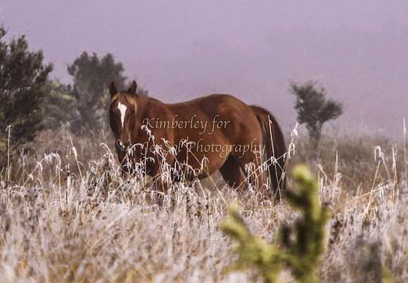 CurrangoKJS_Sun022