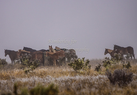 CurrangoKJS_Sun004