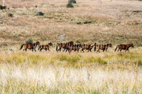 BrumbiesApr2011_0025