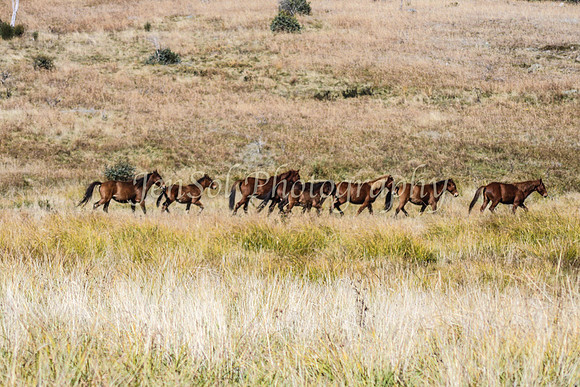 BrumbiesApr2011_0025
