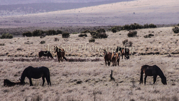 Brumbies 103
