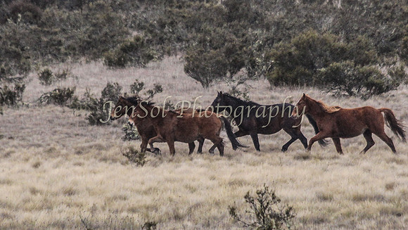 Brumbies 114