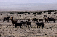 Brumbies 061