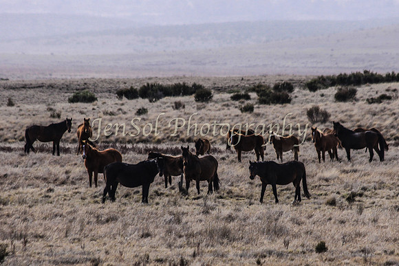 Brumbies 061