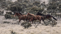 Brumbies 115