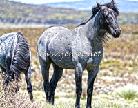 BrumbiesNov15_0042