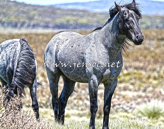 BrumbiesNov15_0042