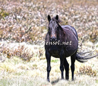 BrumbiesNov15_0044